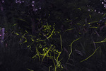 50240.jpg (95KB)