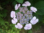 50300.jpg (623KB)